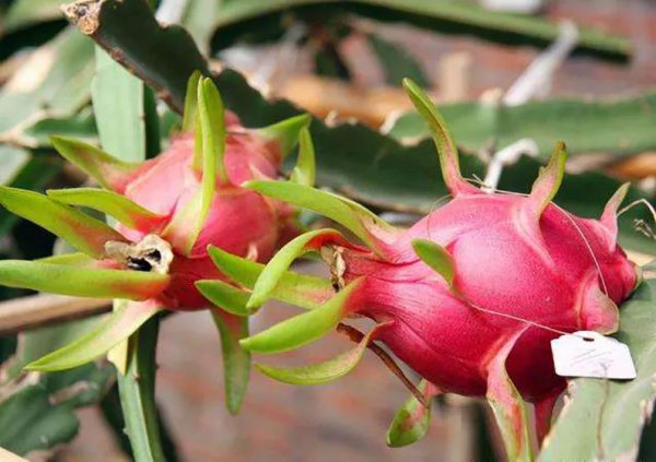 火龙果盆栽种植方法