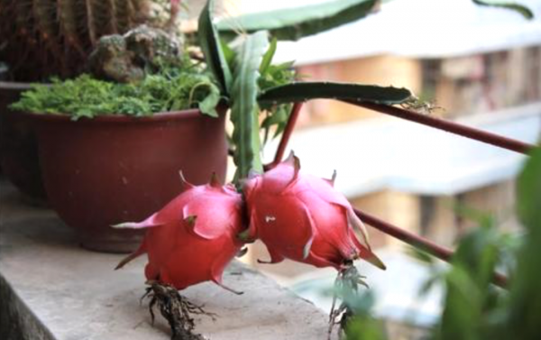 火龙果盆栽种植方法