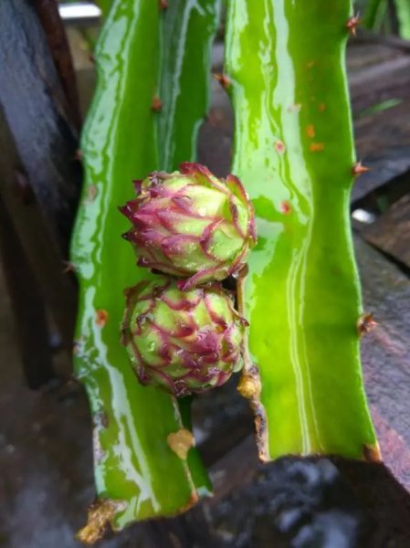 火龙果盆栽种植方法