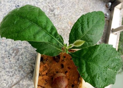 枇杷籽怎么发芽快