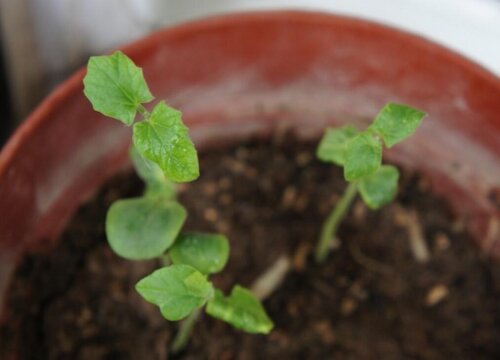 枇杷籽怎么发芽快