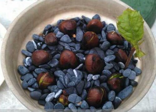 枇杷籽怎么发芽快