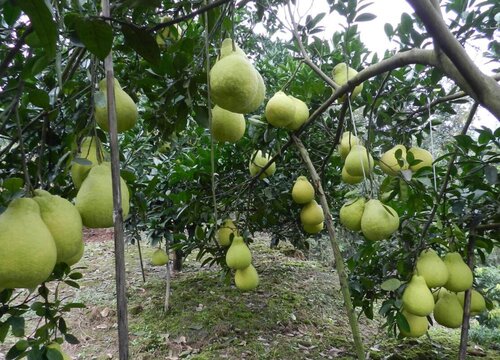 真龙柚怎么剪枝