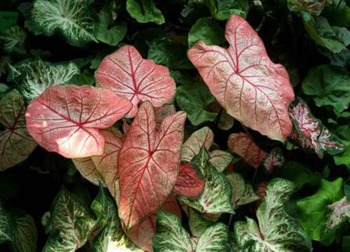 五彩芋的养殖方法和注意事项