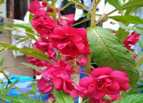 凤仙什么季节开花