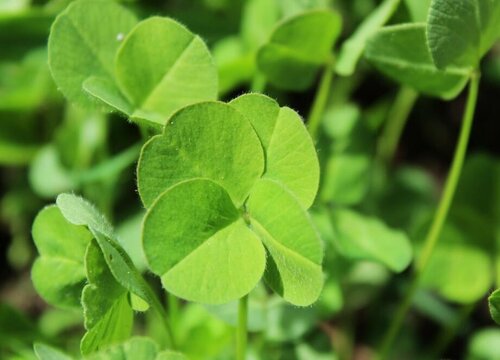 三叶草的生长过程