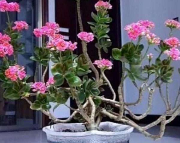 长寿花老桩可以剪秃吗