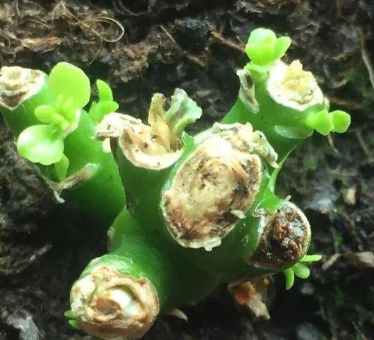 长寿花老桩可以剪秃吗