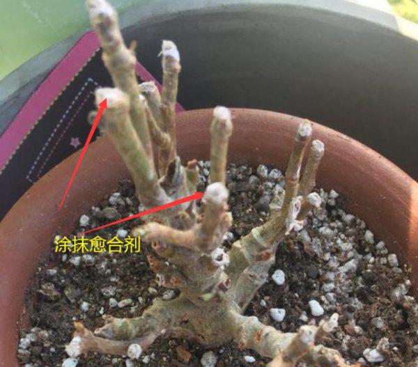 长寿花老桩可以剪秃吗