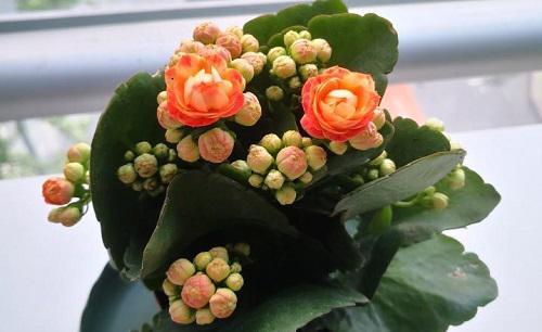 长寿花老桩可以剪秃吗