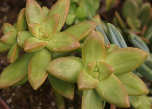 种植多肉植物赚钱吗