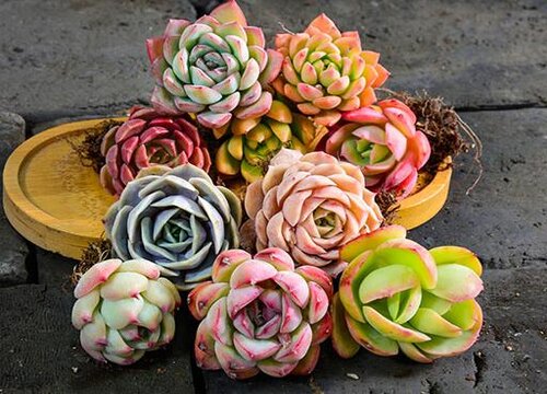 种植多肉植物赚钱吗