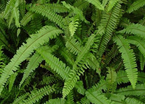 蜈蚣草没根能活吗