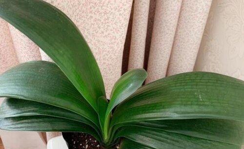 君子兰叶怎么让它长得整齐好看