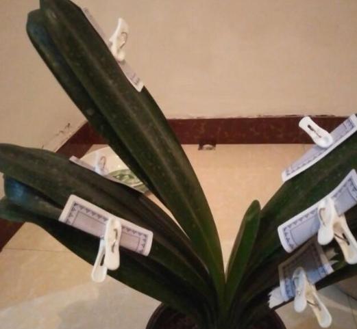 君子兰叶怎么让它长得整齐好看