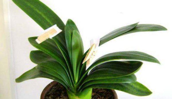 君子兰叶怎么让它长得整齐好看