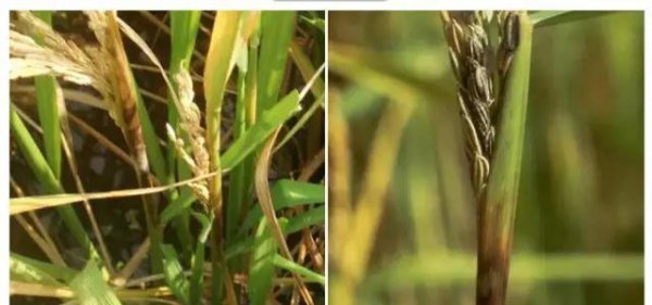 水稻抽穗后叶鞘腐败病症状图片及发病原因