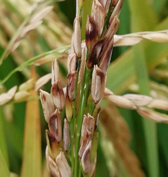 水稻抽穗后叶鞘腐败病症状图片及发病原因