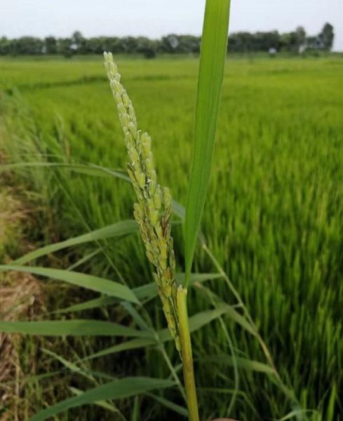 水稻抽穗后叶鞘腐败病症状图片及发病原因