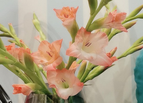 剑兰一年开几次花