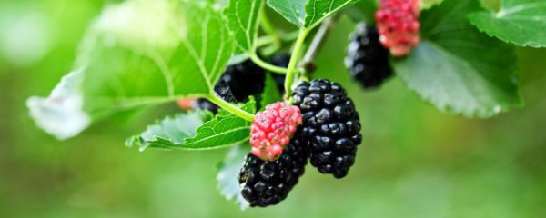 新鲜桑椹的储存方法