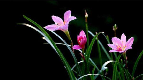 盆栽韭菜花怎么繁殖