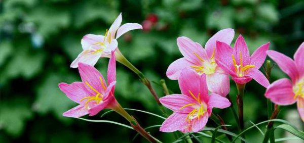 盆栽韭菜花怎么繁殖