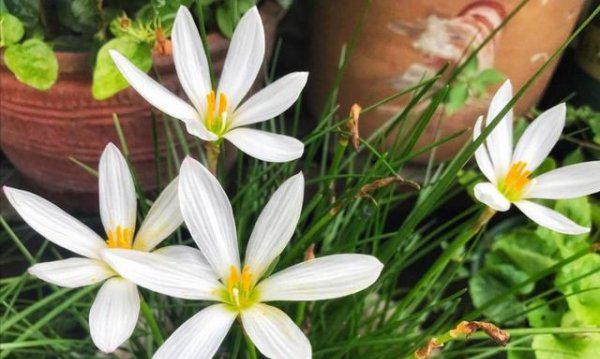 盆栽韭菜花怎么繁殖