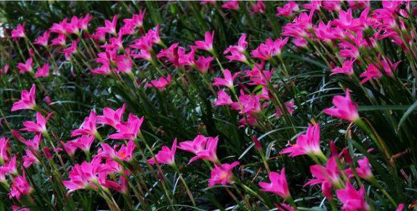 盆栽韭菜花怎么繁殖