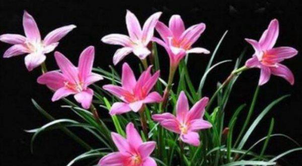 盆栽韭菜花怎么繁殖