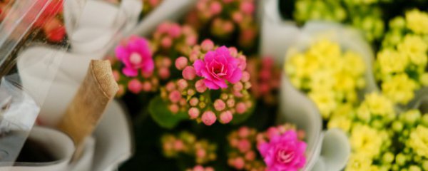 养殖长寿花技巧