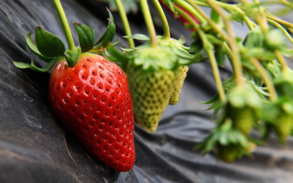 草莓畸形果是什么原因造成的