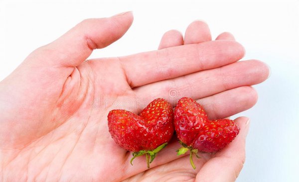 草莓畸形果是什么原因造成的