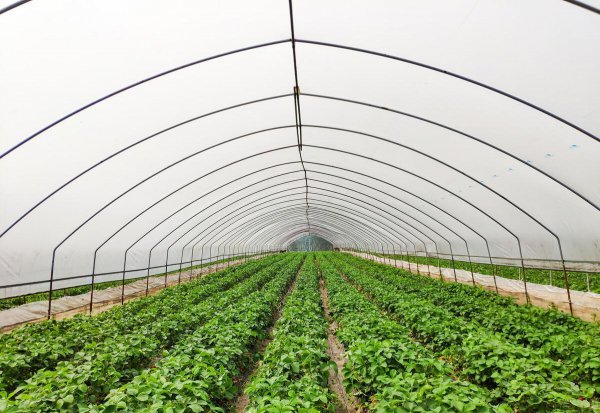 草莓畸形果是什么原因造成的