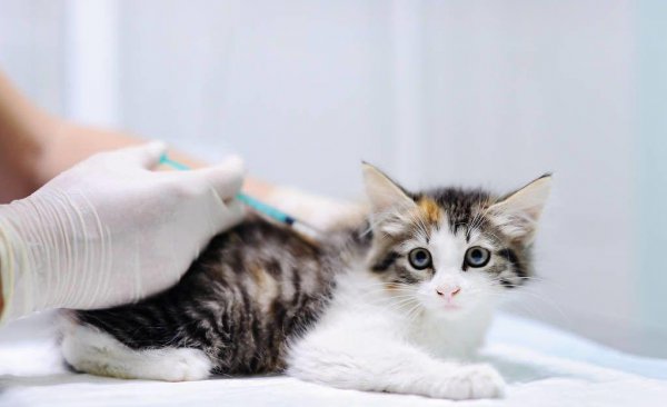 猫的年龄相当于人的年龄多少岁