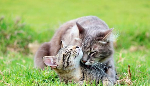 猫的年龄相当于人的年龄多少岁