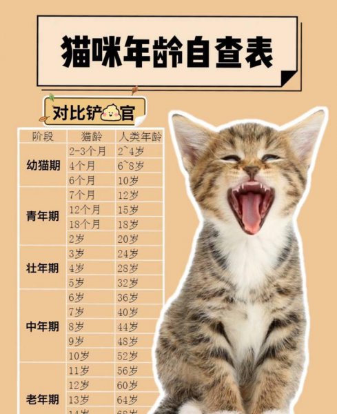 猫的年龄相当于人的年龄多少岁