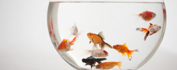 客厅适合养什么鱼好看