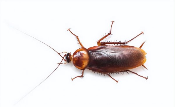 家里怎样找到蟑螂的窝