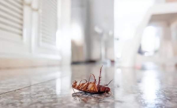 家里怎样找到蟑螂的窝