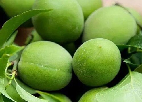 酸梅什么时候上市
