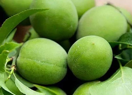 酸梅什么时候上市