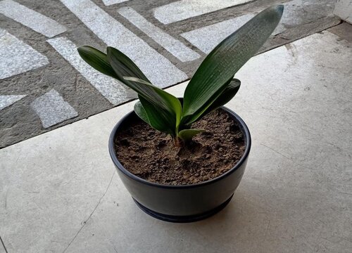 君子兰晒伤以后如何正确处理