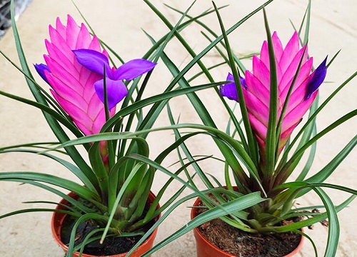 铁兰开花有什么寓意