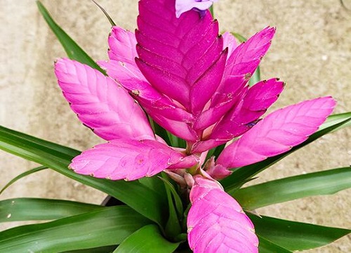 铁兰开花有什么寓意