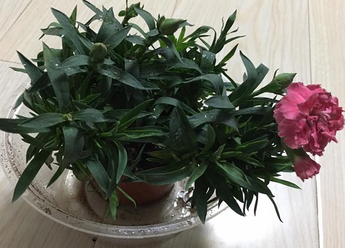 康乃馨怎么度夏安全