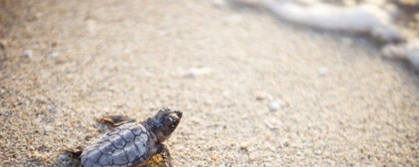 不常见龟品种有哪些