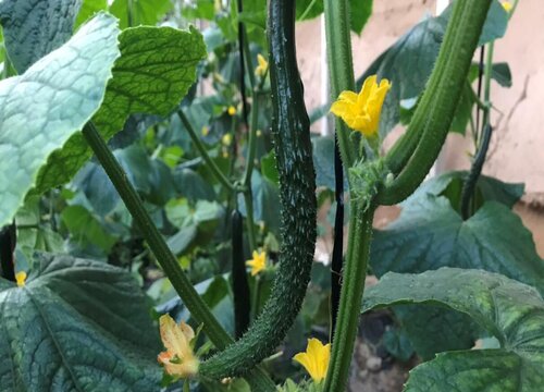 黄瓜最晚什么时候播种