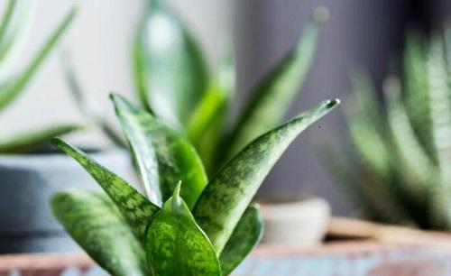 怎样才能让虎皮兰多长小芽