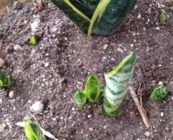 怎样才能让虎皮兰多长小芽